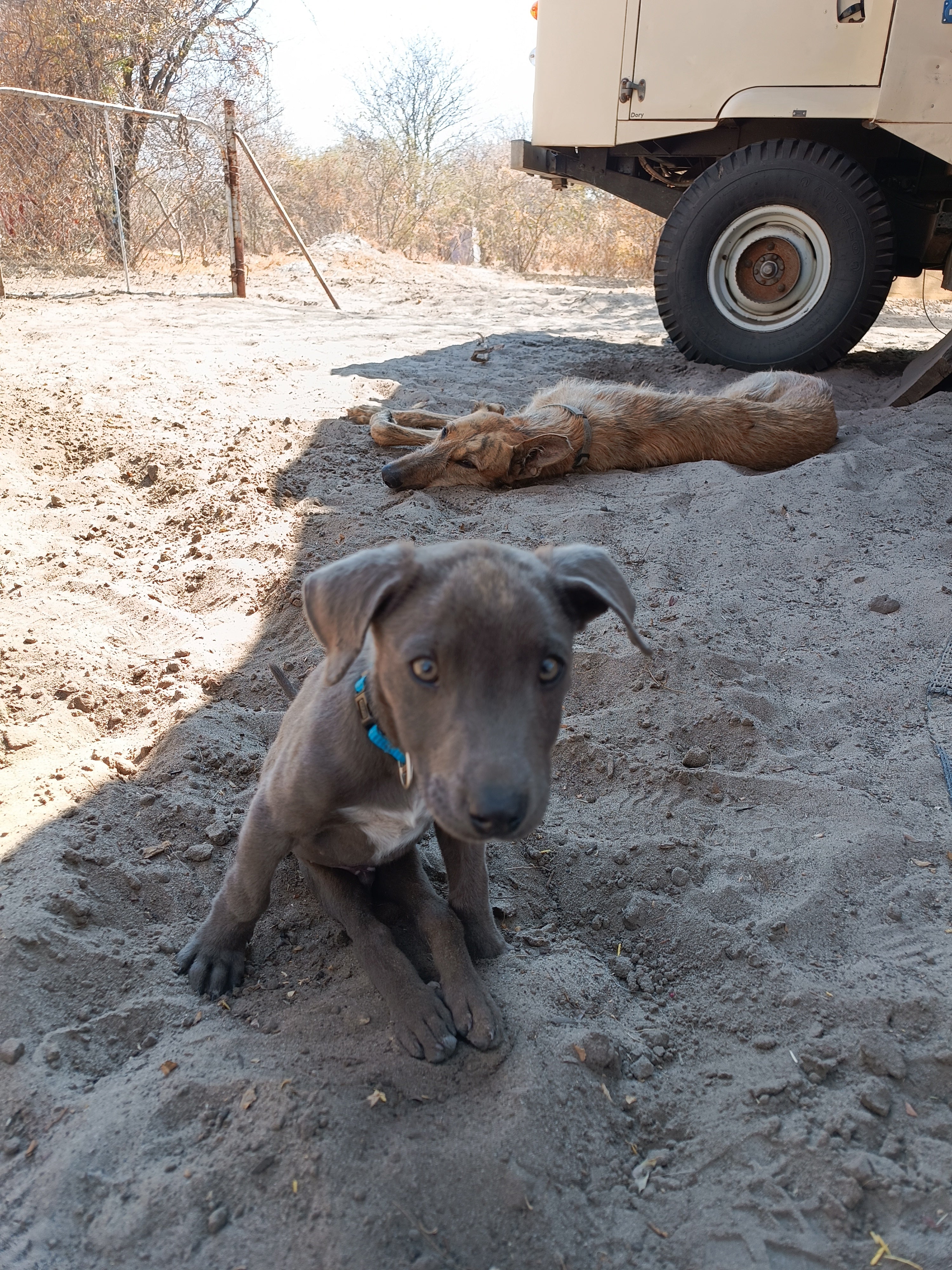 Chapter 5: Peanut  — From Pain to Protection
