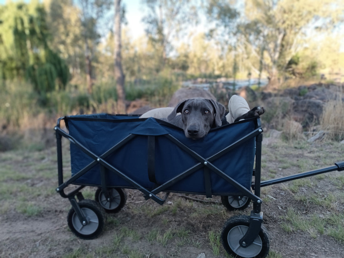 Chapter 7: Peanut — The Dog Who Refused to Give Up