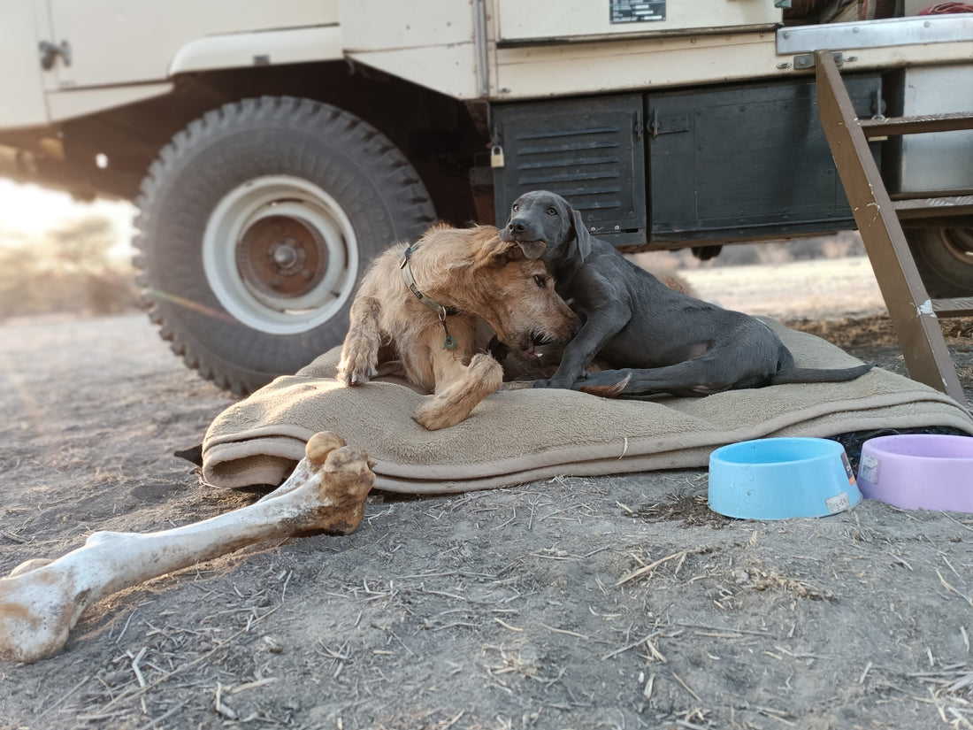 Spirit and Peanut in the Kalahari