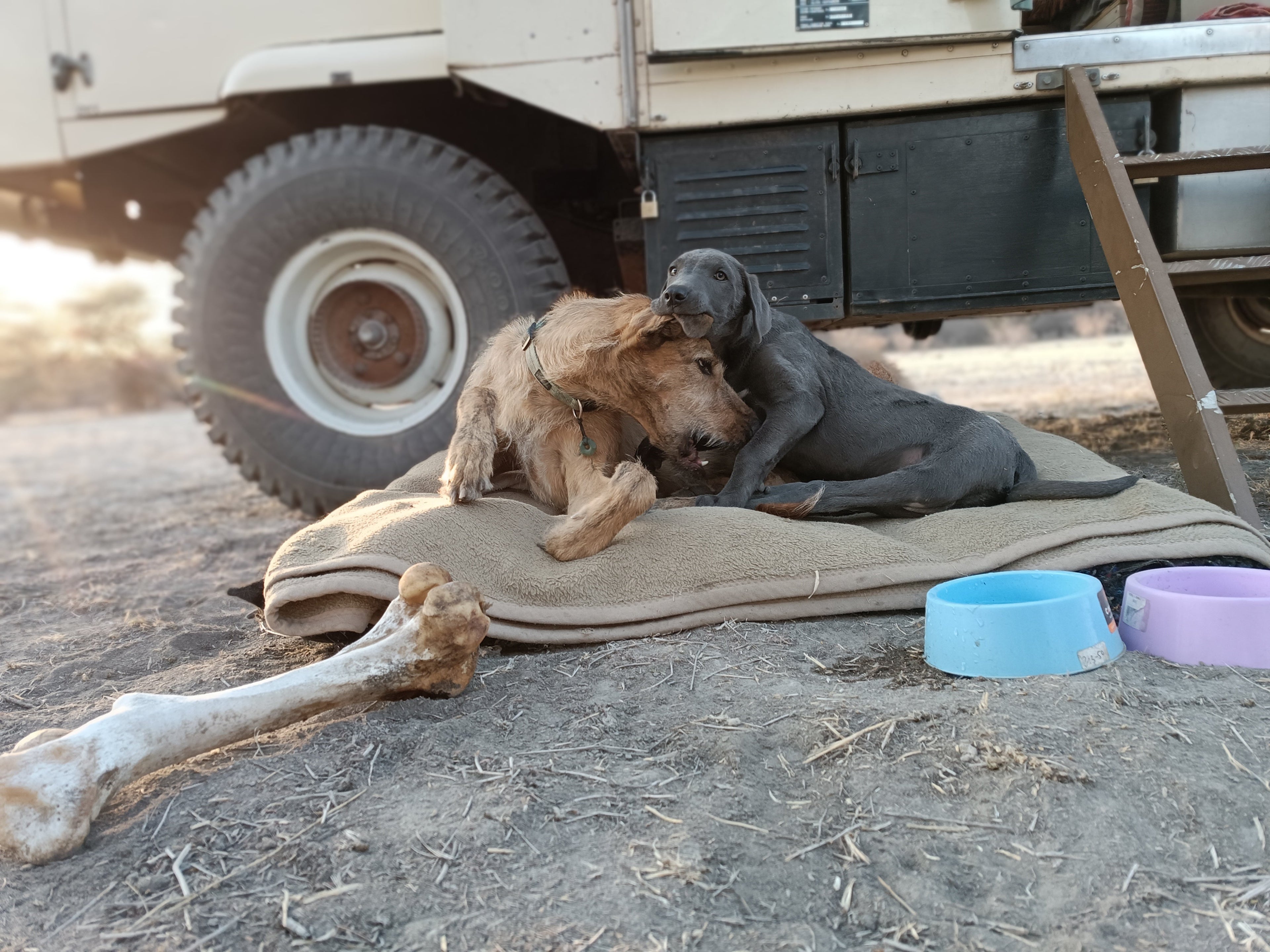 Spirit and Peanut in the Kalahari