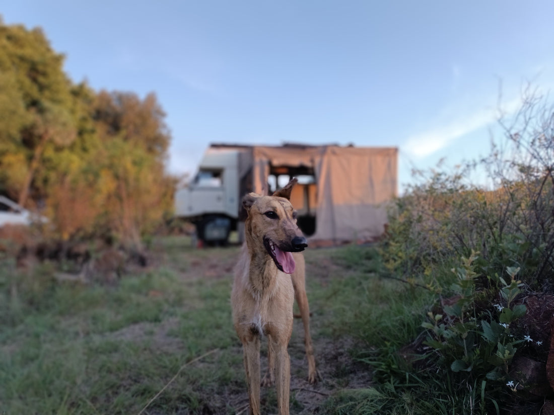 Chapter 3: Spirit — First Steps (Healing from trauma, and learning to be a dog)