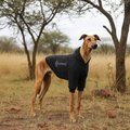 Africanis™ Ruacana Dog Hoodie Black